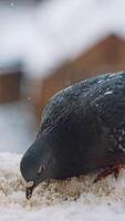 Sitting dove on window sill. Close up view of dove sitting on windowsill of apartment building. Vertical video