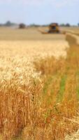 Yellow field with grain in front view. Grain harvesting combine in a sunny day at the blurred background. Agricultural technic is working in a field. Vertical video