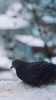 Pigeon outside the window. Dove sitting on a window sill against city view. Vertical video