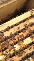 honey bees on honeycomb in apiary in summertime Vertical video