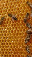 Beautiful yellow even wax cells filled with fresh glittering honey. Some bees crawling over the combs or climb into the cells. Macro shot. Blurred backdrop. Vertical video