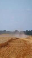 Combine harvester in action on wheat field. Process of gathering ripe crop from the fields. Agricultural technic in field. Special technic in action. Vertical video
