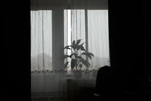 A Beautiful Silhouette of a Plant Positioned by the Window with Soft Sheer Curtains Draped photo