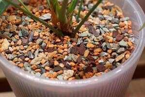 A Collection of Colorful Decorative Pebbles Arranged in a Plant Pot for Aesthetic Appeal photo