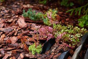 Beautiful and Colorful Succulents Well Arranged in a Mulch Bed Creating Serenity and Design photo