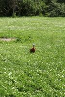 A duck is happily walking around in the lush and vibrant green grasses of a garden photo