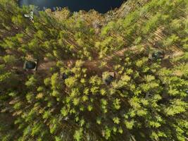 Aerial View Offering a Stunning Perspective of a Dense Forest Canopy Above Tranquil Water photo