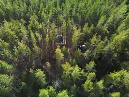 A Aerial View Showcasing a Lush Green Forest Filled with Beautiful Clearings and Open Areas photo