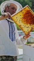 Beekeepeer holding frame with honeycomb. Beekeeper in protective workwear inspecting honeycomb frame at apiary. Vertical video