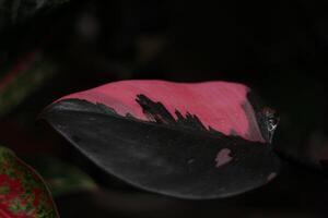 A unique leaf exhibit featuring stunning pink and black color patterns throughout its surface photo