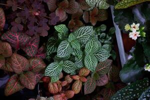 A Vibrant and Diverse Assortment of Indoor Plants Featuring Unique and Stunning Foliage Patterns photo