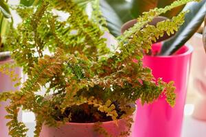 Lush Green Ferns Displayed in Vibrantly Colorful Pots for Thoughtful Indoor Decor photo