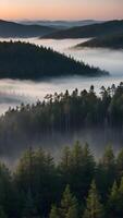 A view of the foggy forest and pine trees photo