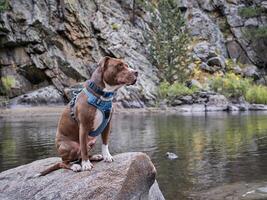 pit bull terrier dog in harness photo