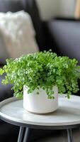 Fresh maidenhair fern enhances the elegance of a cozy living space on a simple side table photo