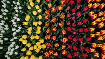 Aerial view of vibrant tulip fields in Netherlands showcasing colorful floral patterns in spring. photo