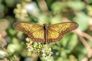 A butterfly is sitting on a flower photo