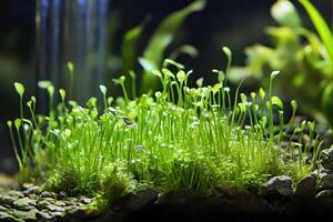 A close up of a plant in an aquarium photo