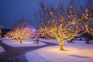 A pathway lined with trees with lights on them photo