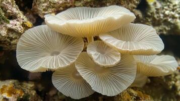 A group of white mushrooms on a rock photo