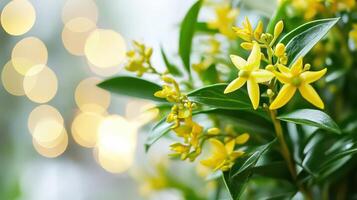 Yellow flowers are in a vase with a blurry background photo