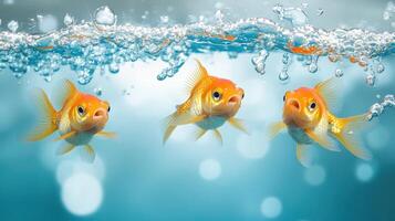 Three goldfish swimming in the water photo