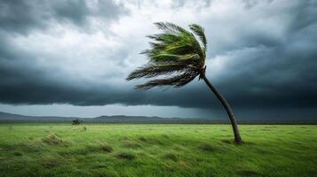 A lone palm tree in a field with a stormy sky photo