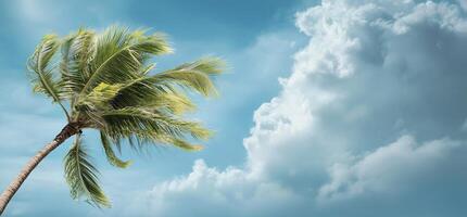 A palm tree is standing in front of a blue sky photo
