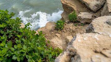 A view of the ocean from a cliff photo