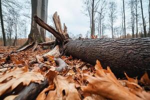 Fallen tree in the forest photo