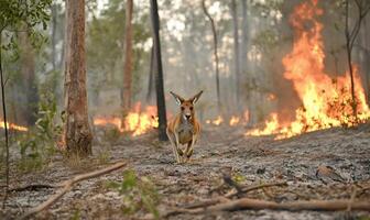 A kangaroo stands in the middle of a fire photo