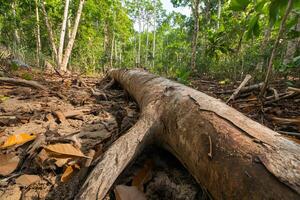 A fallen tree in the jungle photo