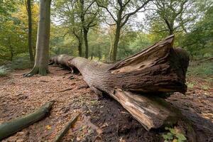 A fallen tree in a forest with leaves and dirt photo