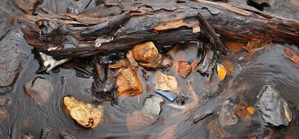 A fallen tree branch in the water photo