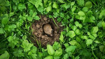 A mole is poking out of a hole in the grass photo