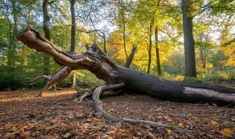 A fallen tree in the woods with leaves on the ground photo