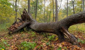 A fallen tree in the woods with leaves on it photo