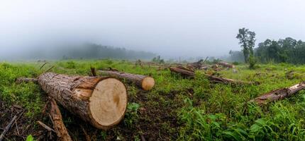 A field of fallen trees in the fog photo