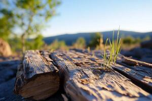 A close up of a log with grass growing on it photo