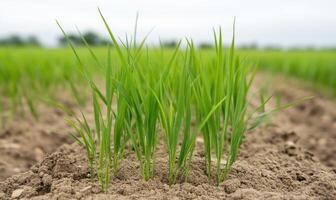 A close up of a field of green grass photo