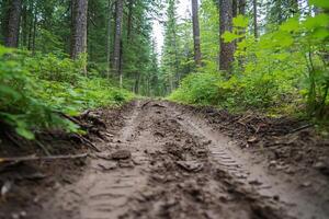 A dirt road in the woods with trees photo