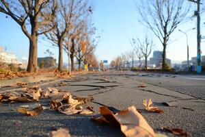A street with a lot of leaves on it photo