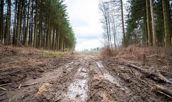 A muddy path through a forest, lined with tall trees under a cloudy sky. photo