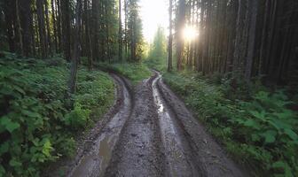A muddy forest path winding through trees with sunlight in the background. photo