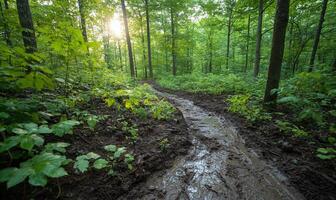 A winding muddy path through a lush green forest at sunrise. photo