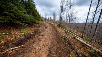 A winding dirt trail through a forested area with sparse trees. photo