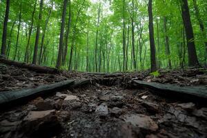 A serene forest scene with lush green trees and earthy ground. photo