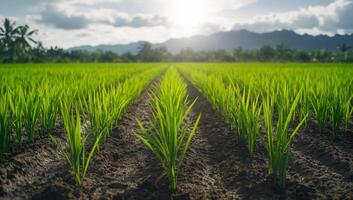 Lush green rice field with sunlit mountains in the background. photo