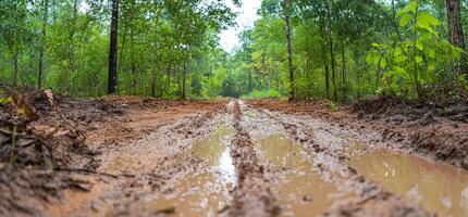 A muddy forest path surrounded by lush greenery and trees. photo