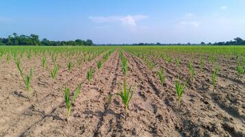 A field of green plants growing in the dirt photo